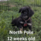 North Pole Society
