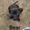 Bear Spruce Talbot