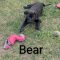 Bear Spruce Talbot