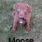 Moose Spruce Talbot