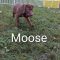 Moose Spruce Talbot