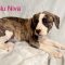 Blu Niva Wags