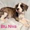 Blu Niva Wags