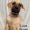 Luca Bowie Wags