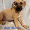 Blaise Maverick Wags