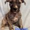 Donovan Dean Wags