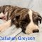 Callahan Greyson Wags