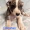 Callahan Greyson Wags