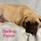 Stellina Parker Wags