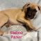 Stellina Parker Wags