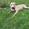 Buddy Apple Wags