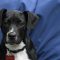 Charlie Angel E4 Talbot