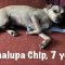 Chalupa Chip Society