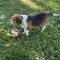 Junior Wags