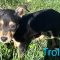 Trolli Society