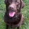 King Wags