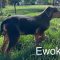 Ewok Fairfield
