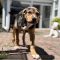 Chewbacca Fairfield