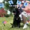 Smokey Wags