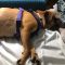 Charlie Beag SPCA