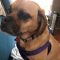 Charlie Beag SPCA