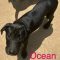 Ocean Fairfield