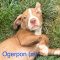 Ogerpon Wags