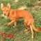 Foxy Roscoe